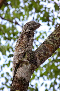 Rare Great potoo hardly to differ of the tree trunk, perfect camouflage, Pantanal, Brazil