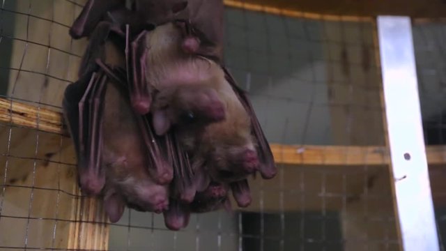 Male hand feeding bats