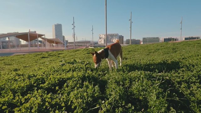 Funny basenji dog eats green fresh grass, chewing like cow in park at sunny day