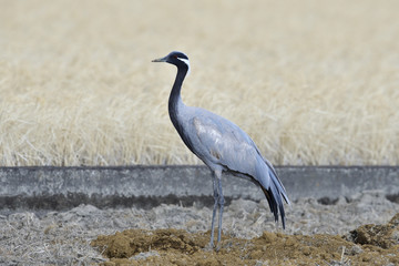 アネハヅル(Demoiselle Crane)