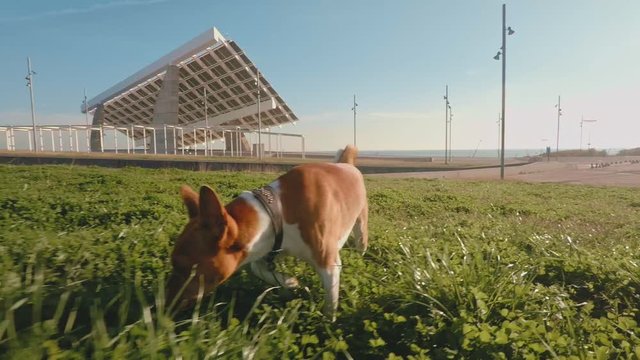 Two funny basenji teriers walk in greenery field in park and chewing grass at sunny day