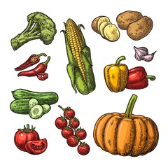 Set vegetables. Cucumbers, Garlic, Corn, Pepper, Broccoli, Potato and Tomato.