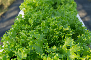 Fresh vegetable garden Organic farms