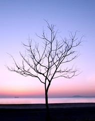 Tree silhouette against the sky and sea at sunrise