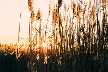 Sunset among the reeds