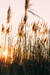 Reed against the sunset in winter