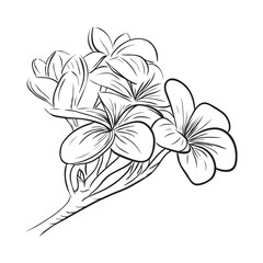Plumeria frangipani tropical flower icon