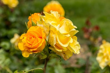 Yellow roses close up