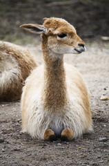 Planckendael Zoo Guanaco