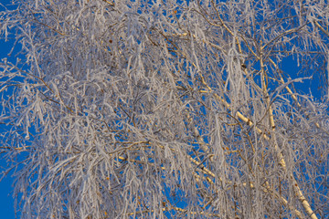 Frozen trees' branches