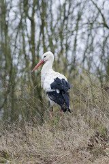 Planckendael Zoo White Stork