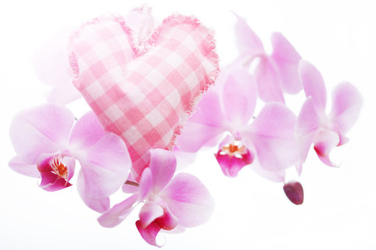 Orchid with a heart