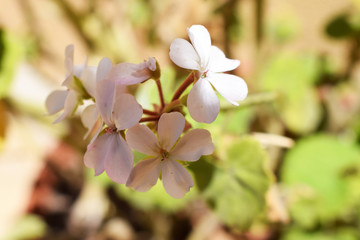 Fototapeta na wymiar White flower