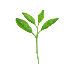 Green leafs of young plant isolated on white background