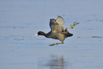 Blässhuhn beim Start