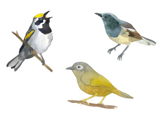 Watercolor set of bird
