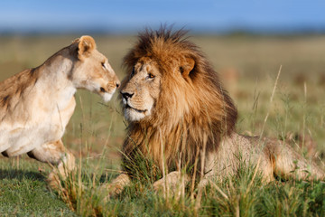 Lion Scarface with Lioness at mating time in Masai Mara, Kenya