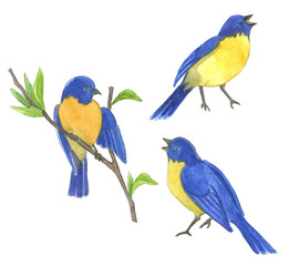 Three blue bird
