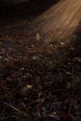 Sun Shaft Rays on Blade of Grass, Kentucky, USA, Vertical