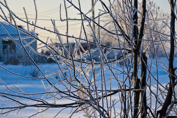Branches in frost