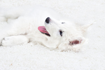 Berger Blanc Suisse puppy fluffy carpet