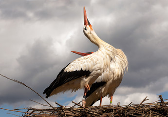 Stork dance