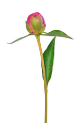 Unopened peony bud