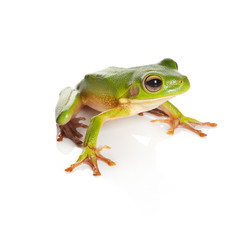 Isolated tree frog