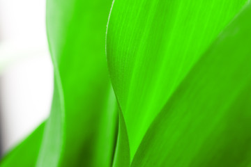 Fototapeta na wymiar green leaf close-up, close-up shot of beautiful curves plants