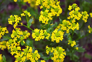 Winterkresse (Barbarea vulgaris)