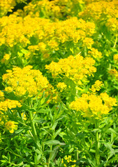 Sumpf-Wolfsmilch (Euphorbia palustris)