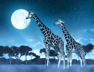 Two giraffes on the savannah in night.