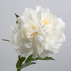 Flower white peony isolated on gray background.