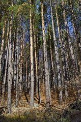Sunlit forest pine-trees in Vitosha mountain, Bulgaria  