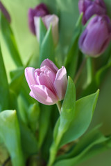 Purple tulip flower