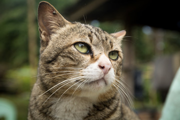 Closeup the cute cat