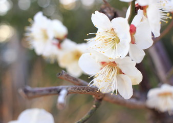 白き梅の花