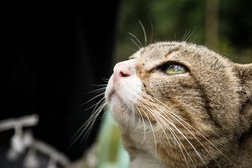 Closeup the cute cat