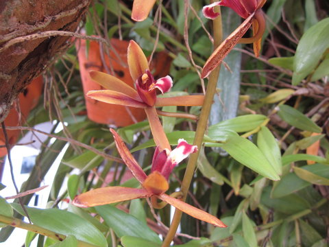 Cymbidium finlaysonianum orchid flower.