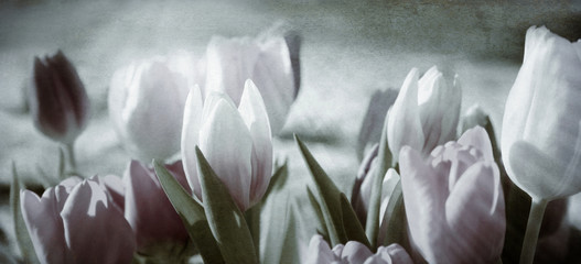Panele Szklane Podświetlane  koncepcja przyciemnianych tulipanów