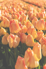 Tulips on the field, sort Daydream, apricot orange flower vertical background, selective focus