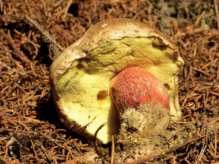 Boletus calopus, poisonous mushroom.