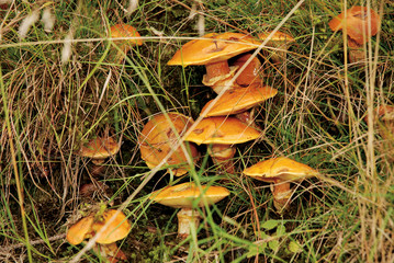 Suillus mushroom, BOLETUS ELEGANS.