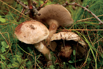 Boletus Laricinus Mushrooms