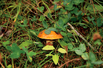 Suillus mushroom, BOLETUS ELEGANS.