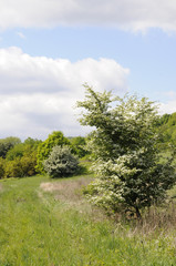 wiesenlandschaft mit blühenden sträuchern