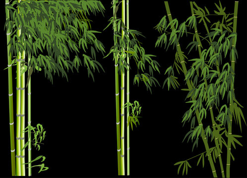 light and dark green bamboo plants isolated on black
