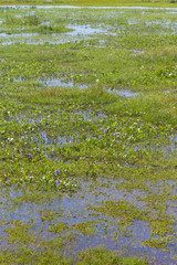 Obraz na płótnie Canvas Swamp in Lagoa do Peixe lake