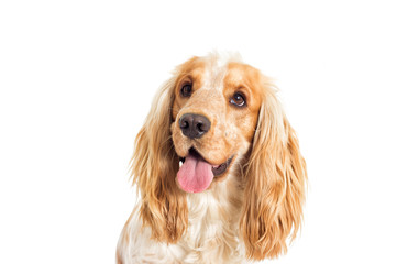 English cocker spaniel dog on a white background