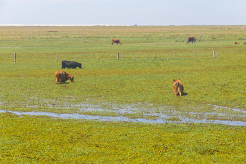 Cows in a swamp on a farm in Lagoa do Peixe National Park